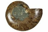 Cut & Polished Ammonite Fossil (Half) - Madagascar #344410-1